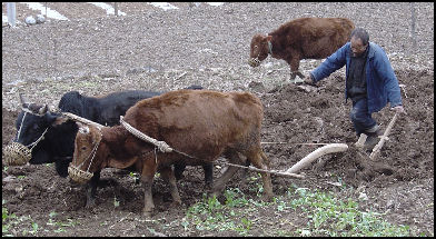 20080316-agricluture Peasants-2 Harvard Publci Helath.jpg